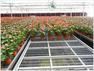 温室花卉种植苗床 网面平整品质好