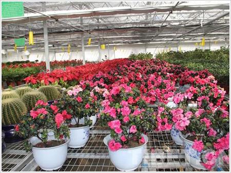 温室花卉种植苗床 网面平整品质好