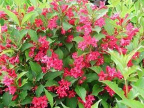 红王子锦带、红叶石楠、欧洲红花七叶树