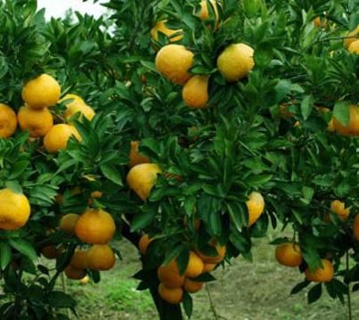 供应常绿小乔木桔子树-橘子树成品苗供应