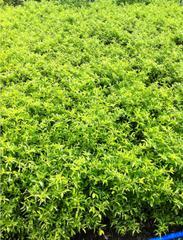廣州綠化苗木黃金葉地被小苗