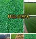  Shunyi Lawn Miyun Lawn Base Huairou Lawn Direct Sales Pinggu Lawn Wholesale Yanqing Villa Lawn Greening