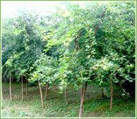 供應楊樹，皂角樹，黃金槐，香椿樹，臭椿樹