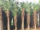 0527-83397427专卖棕榈类植物-棕榈