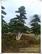​多杆造型榆树-湖南丛生榆树苗圃-红花檵木树桩急售现挖