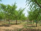 常年低价供应5-80公分银杏绿化苗木