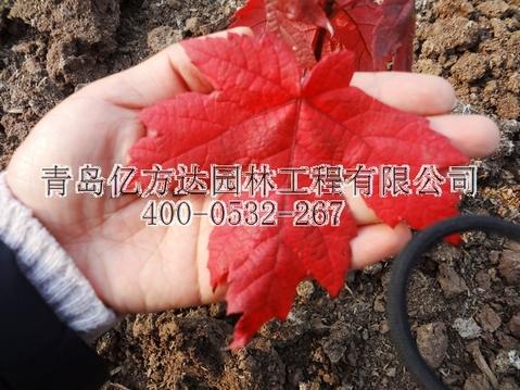 高度10cm美国秋红枫5.98销售中