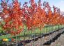 06年秋季美国改良红枫、多花蓝果树等彩叶树