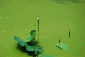 莲菜池里的黑藻/兴远渔具供/水产养殖清除