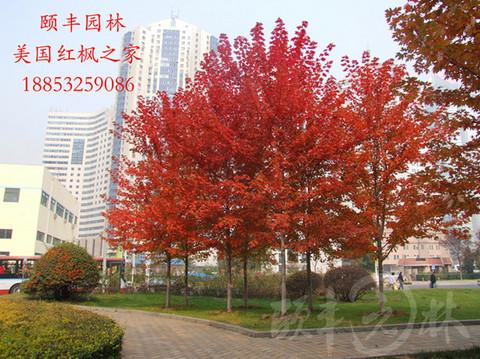 美国红枫绿化工程苗彩叶树种景观树