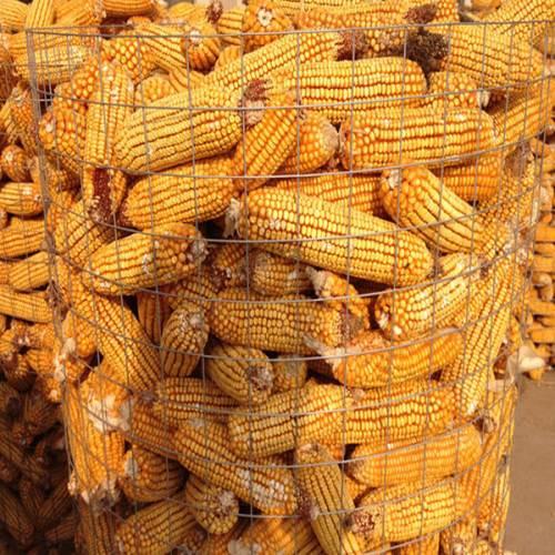 圈玉米铁丝网批发丨玉米网厂家