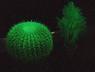 夜晚会发光的植物—植物荧光诱导技术