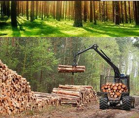 江西建筑木方-江西木材加工厂-供应建筑木方