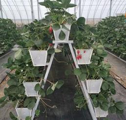 立体草莓种植架pvc材质A字型新式种植架