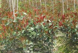 红叶石楠 海桐球 腊梅，椴树 大叶榉树 枇杷 水杉 柳杉 池杉
