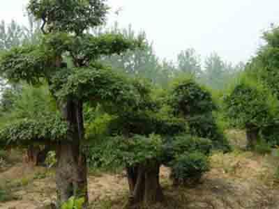 造型油松、造型黑松树、小叶女贞造型树、造型罗汉松、造型榔榆树