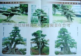 世界珍稀树种——对节白蜡大树，大型桩景，盆景