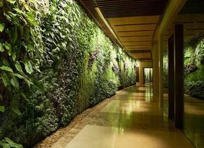 广州植物绿墙的强大作用
