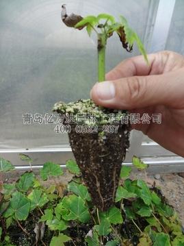 10cm高度2012年美国红枫扦插苗开始出苗