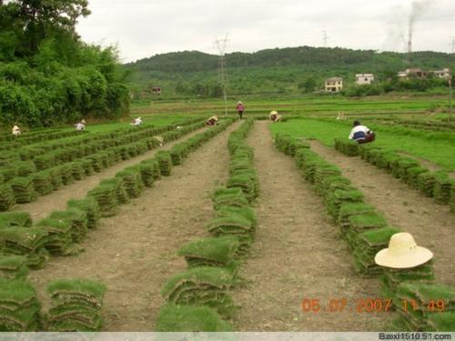 城市绿化的**品种皖东滁州马尼拉草坪，以质量取胜