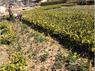 福建：高产大果油茶苗培育基地，福建哪有油茶