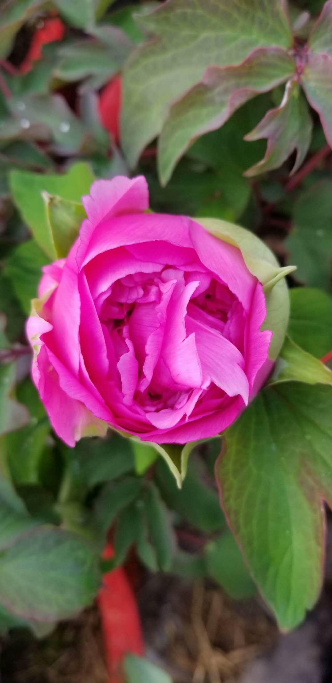 室内观赏牡丹盆栽、春节牡丹花