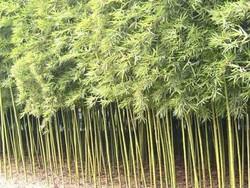 供应３万亩竹子