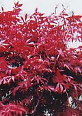 东湖园艺彩色叶片类树种分类
