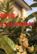 苏州别墅绿化果树，枇杷树，白沙，红沙，青种，白玉