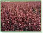 供应：紫薇。红叶小波。月季。金叶女贞