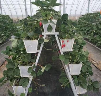 立体种植草莓槽 架离地面栽培省空间