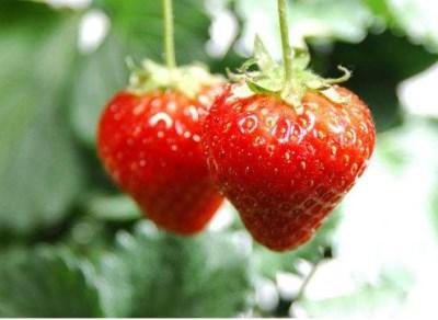立体种植草莓槽 架离地面栽培省空间