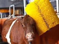 畜牧机械用毛刷辊，全自动牛体刷辊