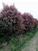 常绿乔木椤木石楠、造型罗汉松、金桂、八月桂花、深山含笑、枇杷
