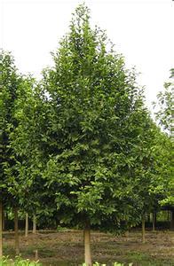 常绿乔木椤木石楠、造型罗汉松、金桂、八月桂花、深山含笑、枇杷