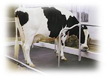 畜牧养殖用橡胶牛床垫橡胶板