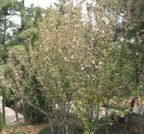 专供大规格三角枫、榉树、合欢、紫藤。,承接绿化工程