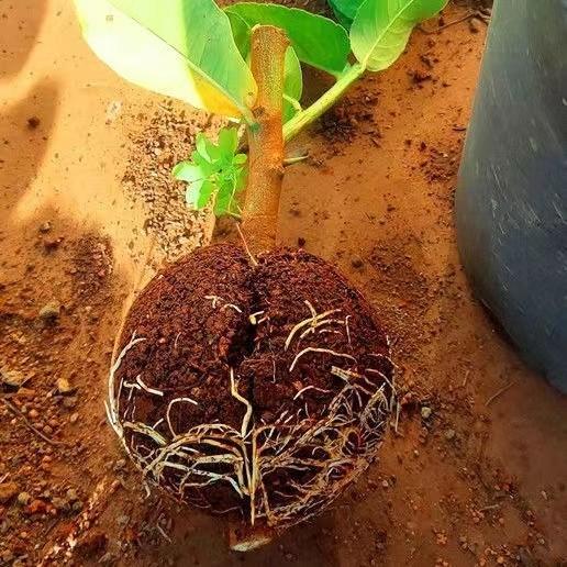 植物高压繁殖盒植物嫁接生根器高空压枝植物繁殖球