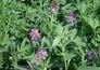 批发供应优质紫花苜蓿草籽 牧草种子 紫花苜蓿种子（货到付款）