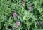 批发供应优质紫花苜蓿草籽 牧草种子 紫花苜蓿种子（货到付款）