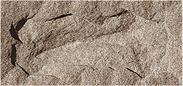 灰色板岩文化石蘑菇石MS-2013008