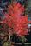 美国极品树秋红枫