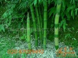 供应绿韵竹等300种观赏竹