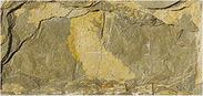 茉莉黄板岩蘑菇石文化石MS-2013004