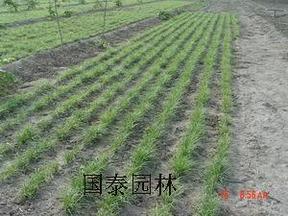 麦冬草（北京）