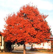 北美红橡树