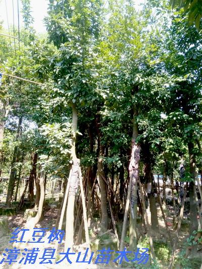 鄂西红豆树花榈木