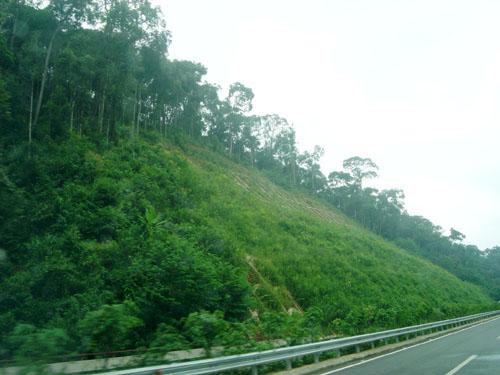 供应草灌混播高速公路边坡绿化