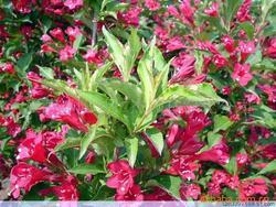 红王子锦带，红瑞木，木槿.月季等绿化苗木