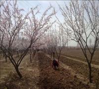 山西苗圃批发1-10苹果树